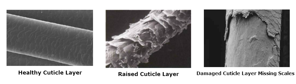 hair cuticle layer